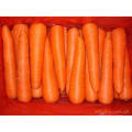 Top-Qualität für den Export von SGS Fresh Carrot